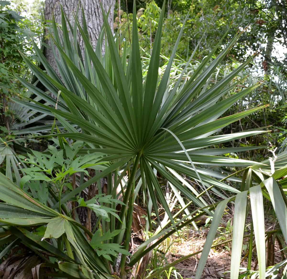 Louisiana Dwarf Palmetto – BAYOU WOMAN