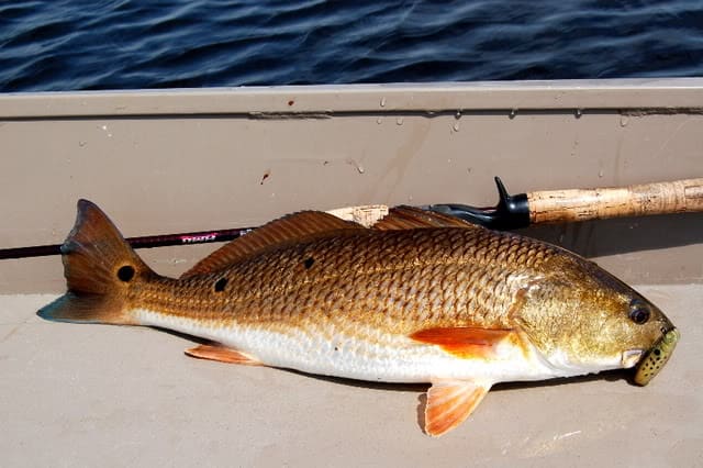 https://bayouwoman.com/wp-content/uploads/2008/03/redfish-1-1.jpg