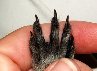 coonee-claws