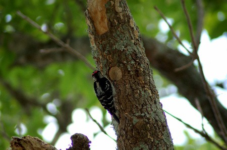I'm so glad I'm not a woodpecker!