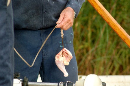 Local hunter hooks gator in Lusby, Local News