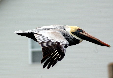 pelicanflying