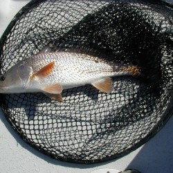 2208redfish