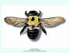 Carpenter Bee