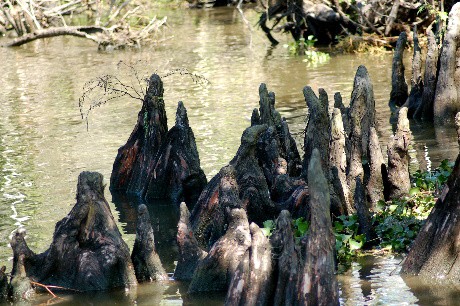 Cypress knees Cypress knees