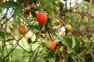 Wild Berries 1