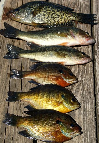 Freshwater Catch Freshwater Catch