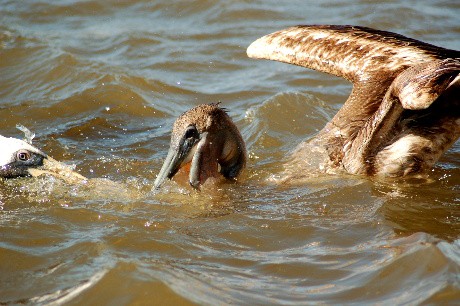 hungry pelicans