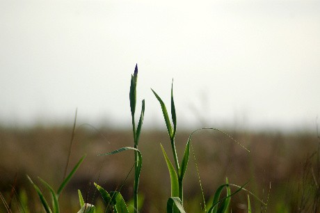 Lone iris