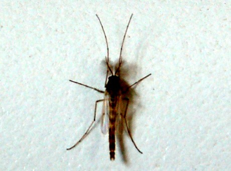 Aquatic midge closeup