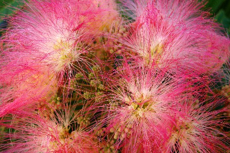 Mimosa Flowers