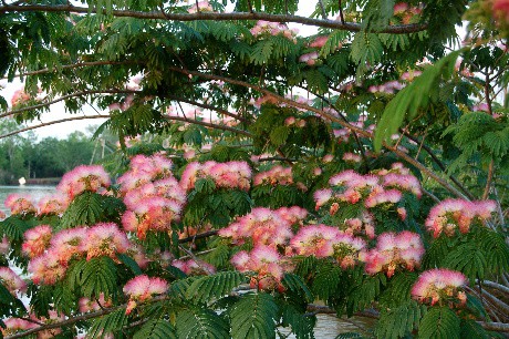 Mimosa trees