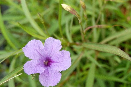 Grand's Petunia