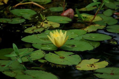 American Water Lily