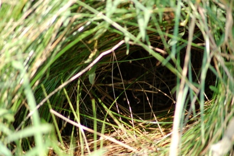 Burrow closeup