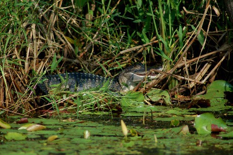 Stuffed gator