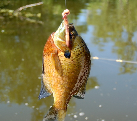 Last time I caught perch y'all told me it was great eating fish