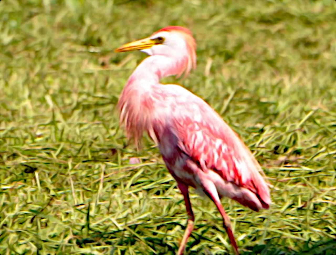Amazing Pink Egret!