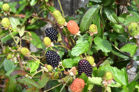 First berries, April 2013