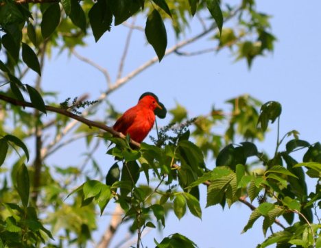 Summer Tanager