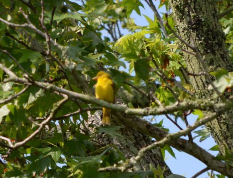 Summer Tanager 2