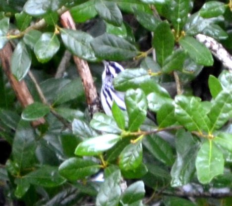 Black and White Warbler 1
