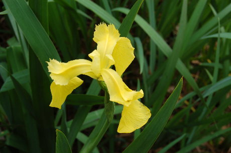 Louisiana yellow iris