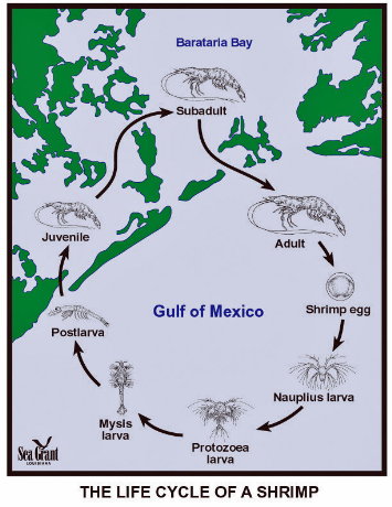 Shrimp Life Cycle - Courtesy Sea Grant