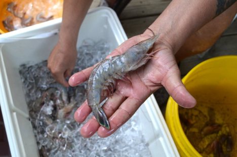 Brown Shrimp Season