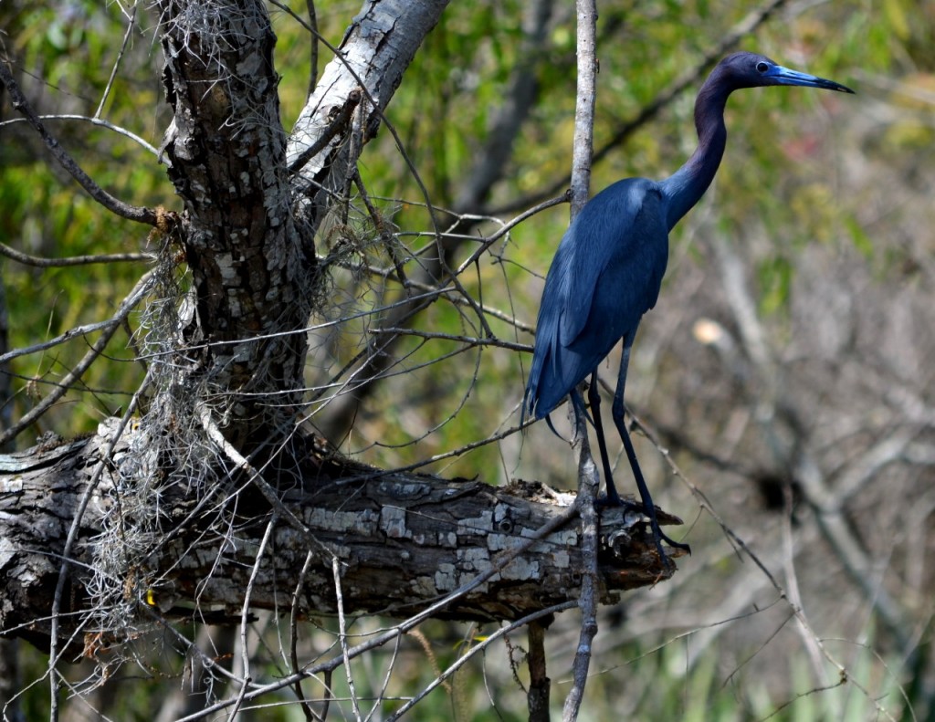 Spring-time Wetland Education