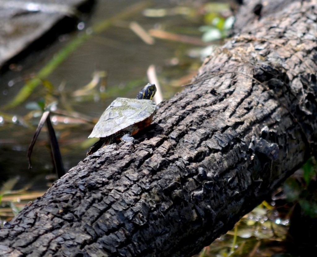 Spring-time Wetland Education