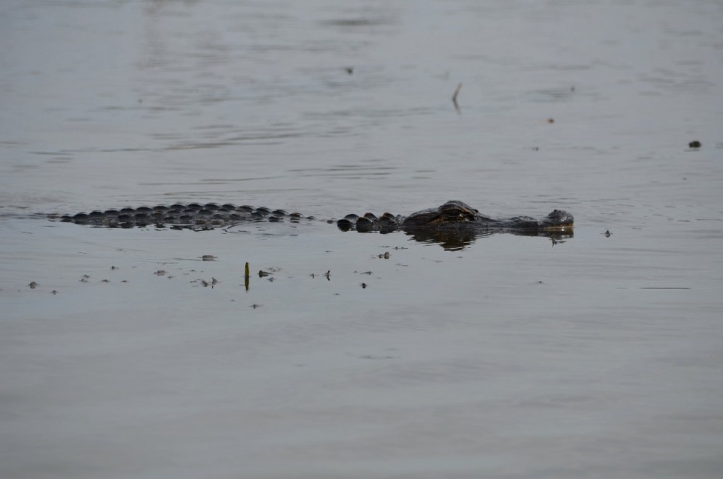 First Wetland Tour of 2014