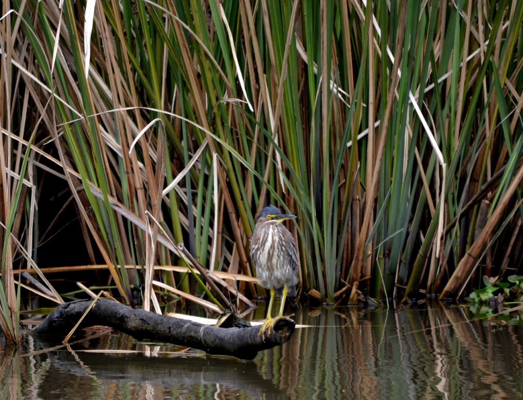 First Wetland Tour of 2014