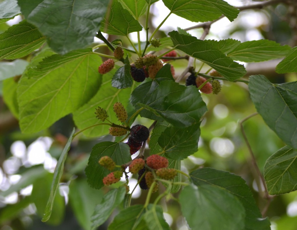 Memories, Mulberries, and More