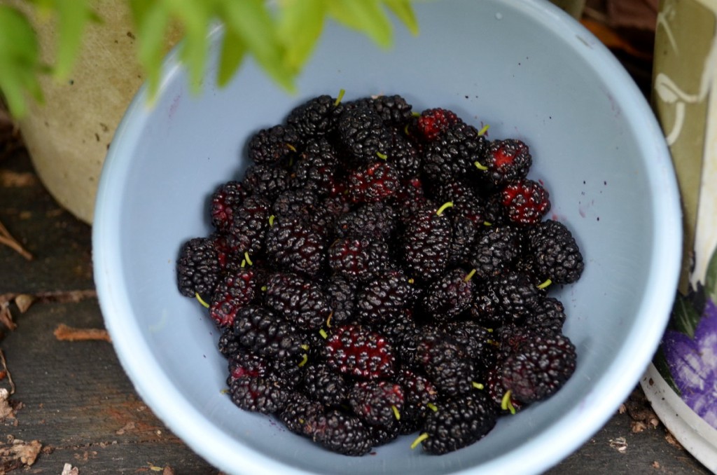 Memories, Mulberries, and More