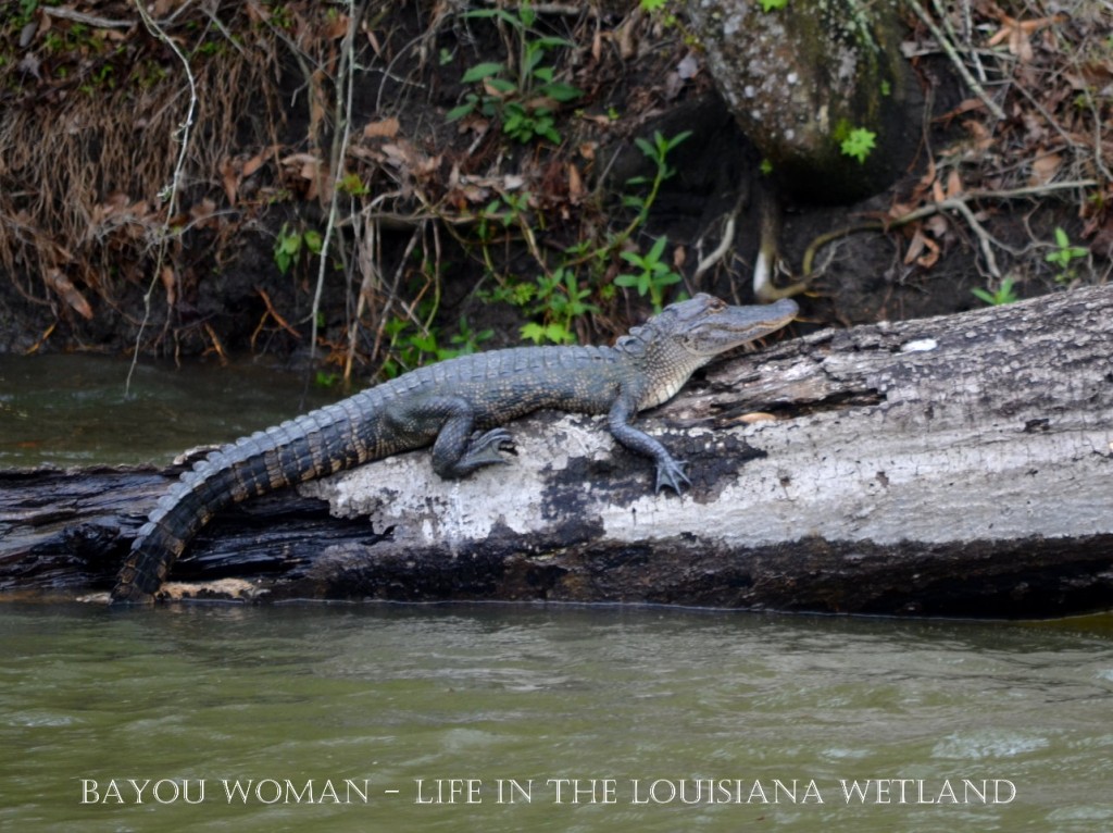 Gators Galore