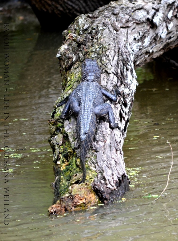 Gators Galore