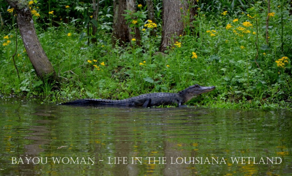 Gators Galore