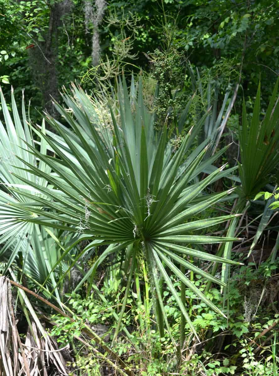 Louisiana Dwarf Palmetto – BAYOU WOMAN