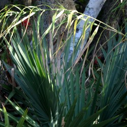 cardinal-palmetto