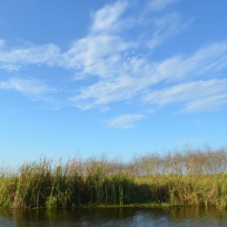 marsh-landscape