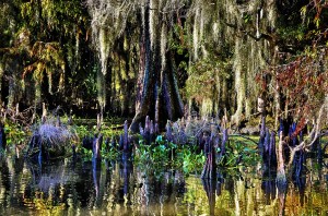 Linda Medine - Swamp