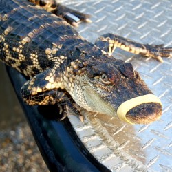 Alligator-return-2