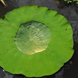 Lotus-leaf-water-pool-2