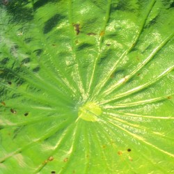 rain-on-lotus-leaf-closeup