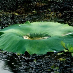 rain-pool-lotus-leaf