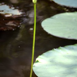 unopened-lotus-flower