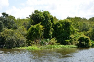 green-heron-island