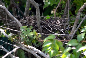 green-heron-nest