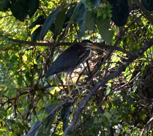 green-heron